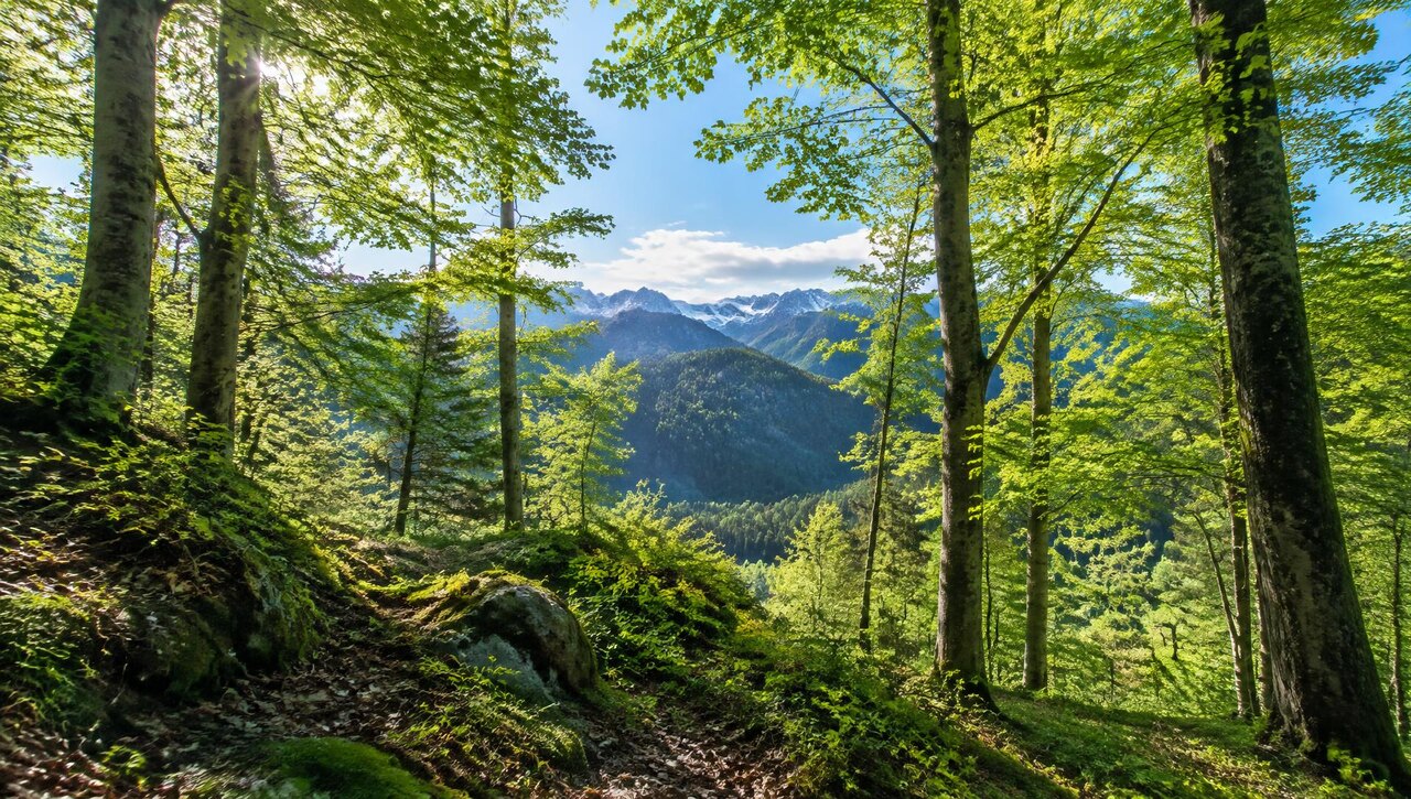Grüner Wald mit Blick auf eine Bergkette